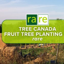 Tree Canada Fruit Tree Planting at rare