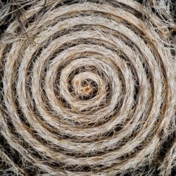 Drawing With Roots Online Workshop- Thursday