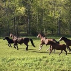 One-Hour Western Horseback Trail Ride - up to 6 per trail