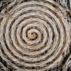 Drawing With Roots Online Workshop- Tuesday
