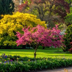 Garden & Grow Burton Latimer - Trees Glorious Trees!