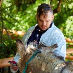 A man brushes a grey and brown donkey outside on a sunny day.