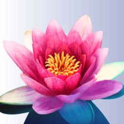 In Person Event! Ancestral Roots Guided Meditation: Healing the Father's Line