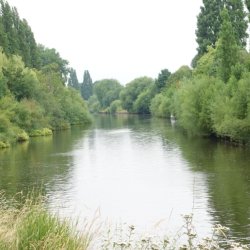 Tree-lined river landscape showing calm water, riverside vegetation and habitat, highlighting nature and biodiversity in York.
