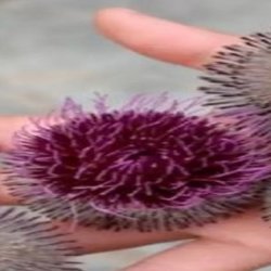 Piante in viaggio - Laboratorio per bambini