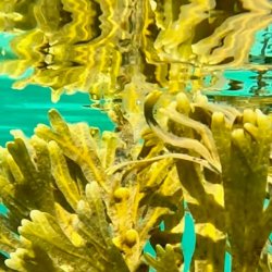 Seaweed Baths