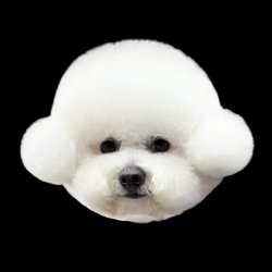 The Bichon Earmuff Style Workshop - Day 2