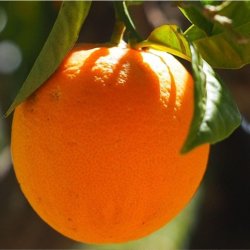 A delicious orange, still on the tree