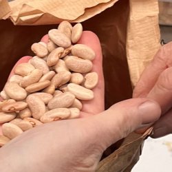 A photo of a hand, palm face up, holding many seeds which they are about to add to a brown paper bag being held open by another hand