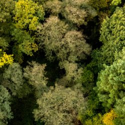 Volunteer day: Woodland Survey at Parkview