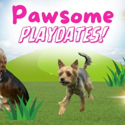 Playdate for all breeds
