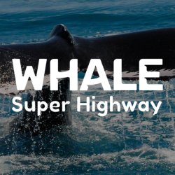 Whale Super Highway