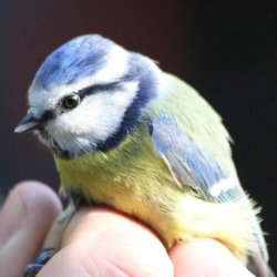 Bird Ringing Demonstration with Merseyside Ringing Group