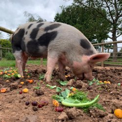 'Pig'nic Experience