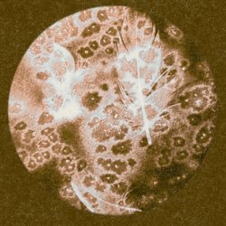 Cyanotype Workshop Part 2: Experimental Processes