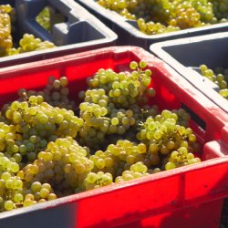 Harvest at Albury