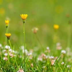 A close up of yellow and white flowers in the grass