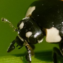 Bug Hunt & Build