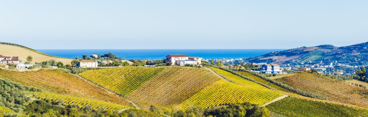 Friday Night Wine School Le Marche