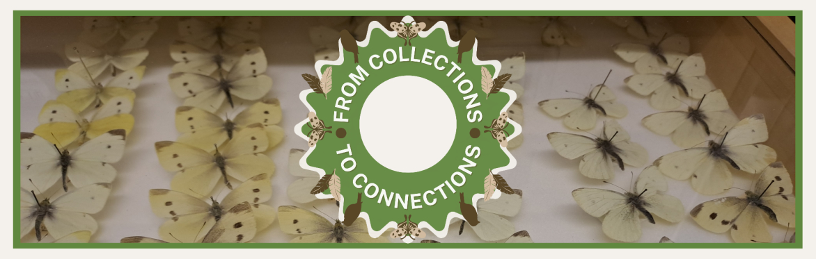 From Collections to Connections Launch
