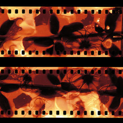 Phytograms - Printing with Plants