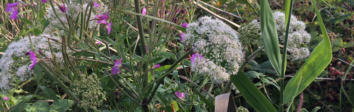 Warwickshire Summer Wild Food Foraging Course/Walk