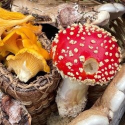 Autumn Foraging Walk - Balloch Woods, Galloway