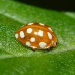 Orange Ladybird (Halyzia sedecimguttata)