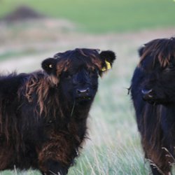 Farm Tour: Building Resilient Grazing Systems with Native Breeds