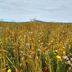 Share an Acre: Accessing Land for Food and Farming