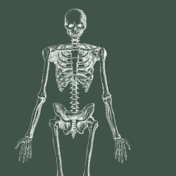 Anatomy Course - Full Body Proportions
