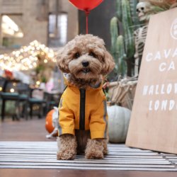 Cavapoo Cafe Halloween - London