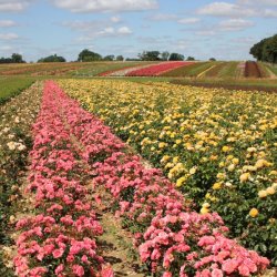 Rose Fields