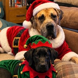 Santa Paws Afternoon Tea