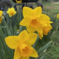 Daffodils