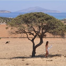 A woman stands under a tree reading poetry with the sea in the background