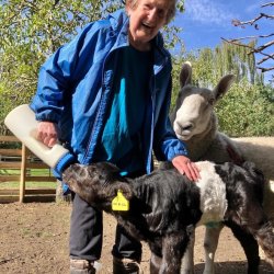 Belted Galloway Experience