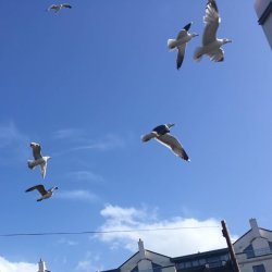 Seagulls fly over Bristol