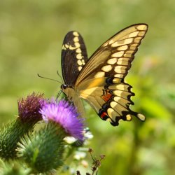 Butterflies of Wisconsin: Ecology, Identification, and Conservation