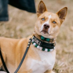 E Collar 4 Week Course - Carnegie Park - Aug 24th, 31st Sept 7th,  14th