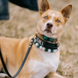 E Collar 4 Week Course - Somma Farm - Aug 25th, Sept 1st, 8th, and 15th
