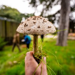 Mushroom Identification Course