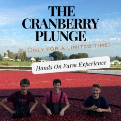 Come see the local Cranberry Harvest!