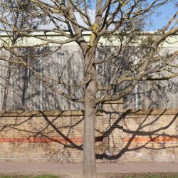 Brilliant Trees: Summer Photography Walk