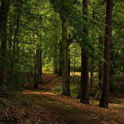 Singles Hike for Muslims - EPPING FOREST