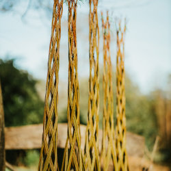 Willow Harlequin Tree