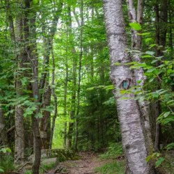 Forest Bathing with Beth Rennig