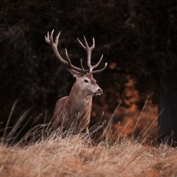 Il bramito del cervo | Val Zebrù: Fantelle - Rifugio Campo