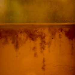 WORKSHOP Brew Your Own Kombucha