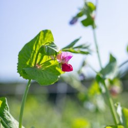 Seizoenstafels bij de WIJdehorst